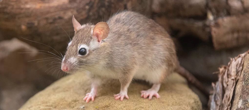 Rat Control Surrey