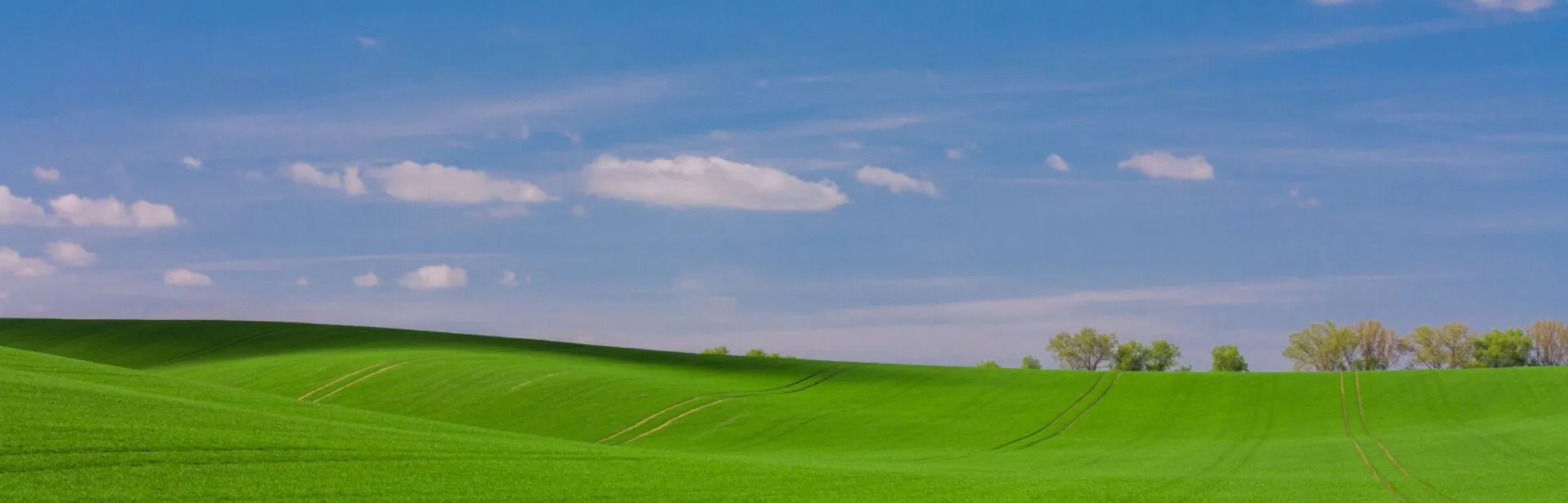 Turf Suppliers in Brisbane