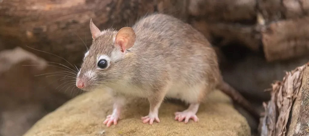 Rat Control Surrey